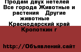 Продам двух нетелей - Все города Животные и растения » Другие животные   . Краснодарский край,Кропоткин г.